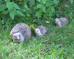 Siiliperhe ulkoilemassa, 2012